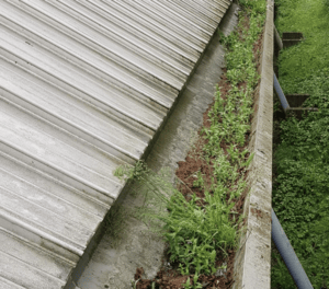 Happy customers in Eaton Bray who trust The Roof Moss Cleaners for gutter cleaning services